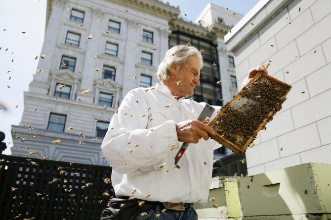 Spencer Marshall, beekeeper tending to beehives on the roof of the Fairmont Hotel in San Francisco.