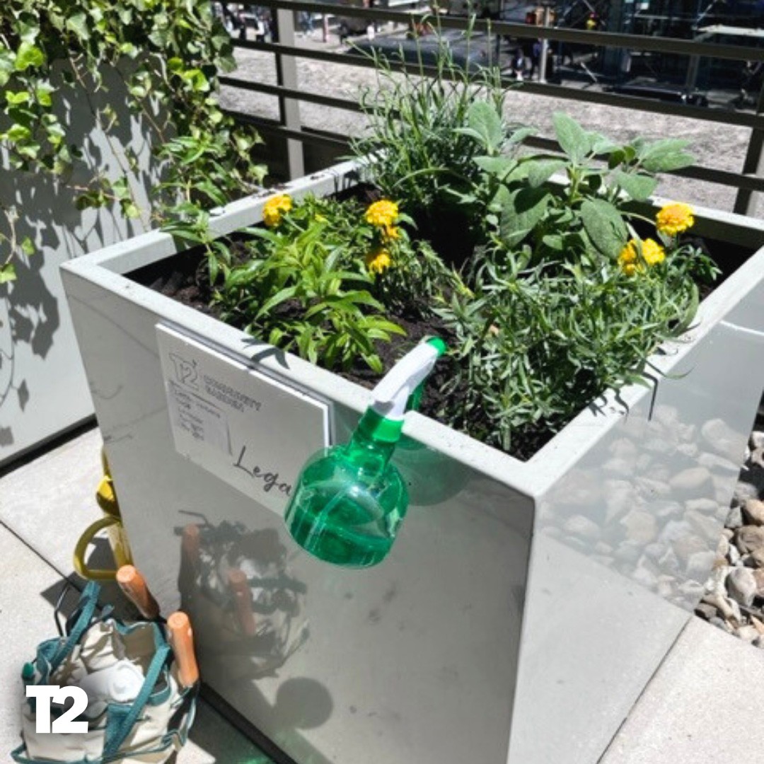 Our community garden at our headquarters in New York City.