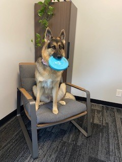 Leylah, our Chief Happiness Officer and her beloved frisbee
