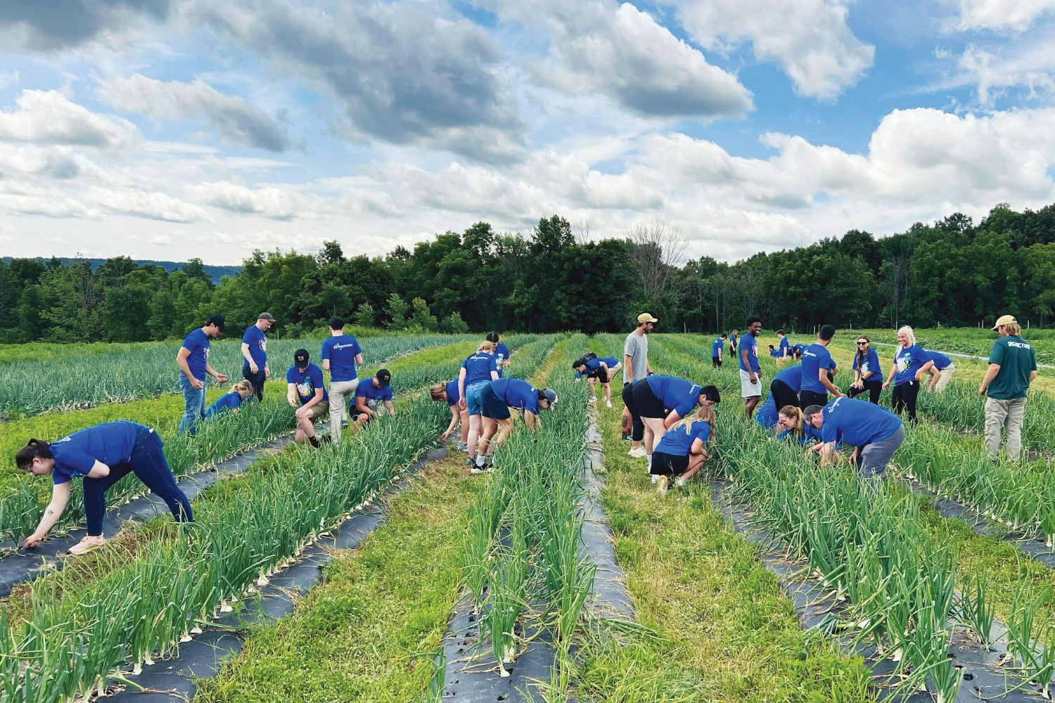 Immersing themselves in our business to grow their careers, Management Interns work at our Wegmans Organic Farm.