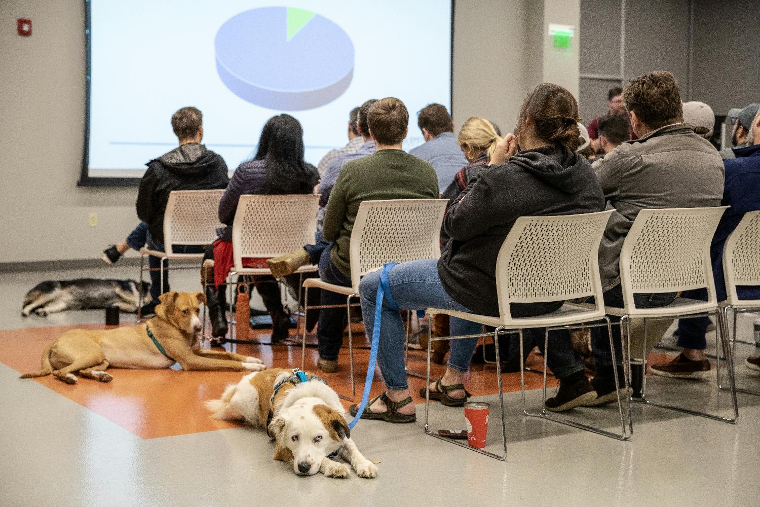 Meetings with dogs are our favorite