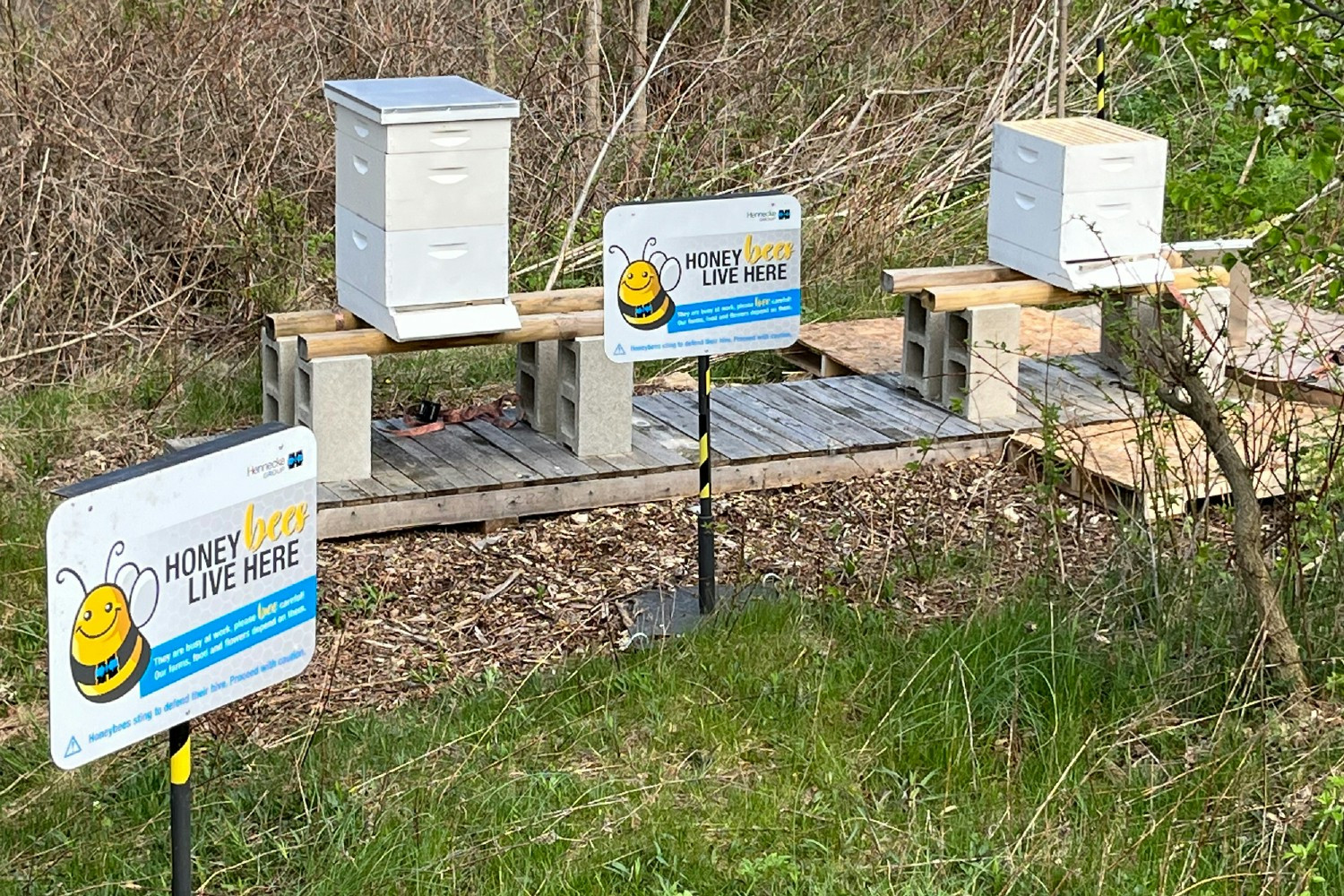 Bee colony on site – commitment to biodiversity