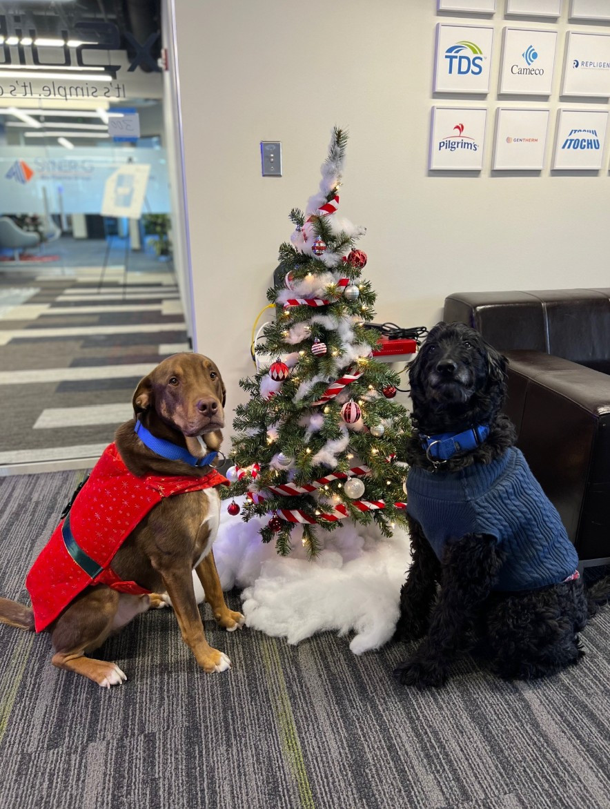 Our office dog - gang celebrating.