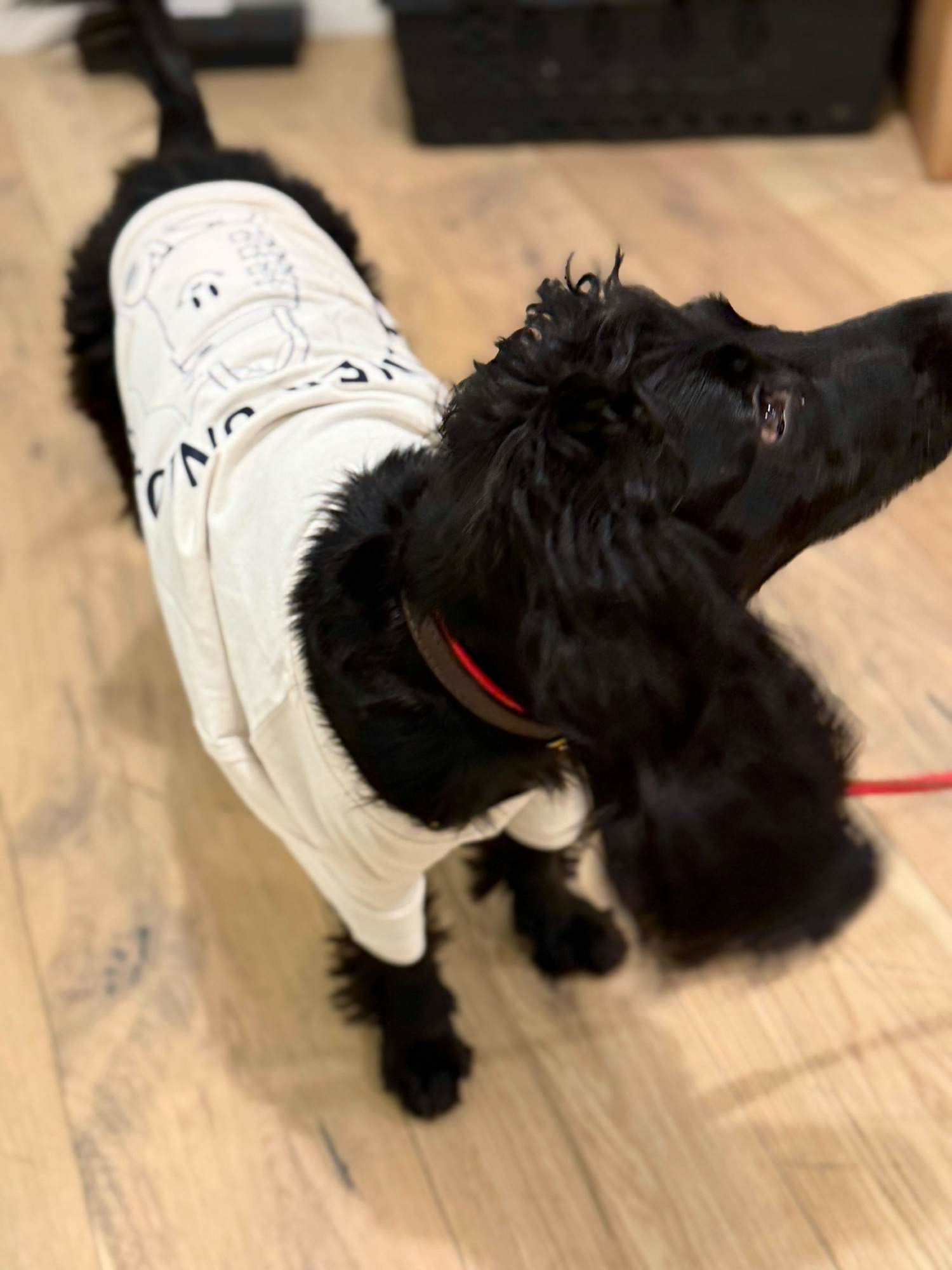 Siri the dog sporting our Exclaimer Unlocked graduation merch, which celebrated completing our internal learning series