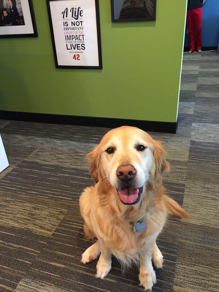 Tula, one of our office dogs.