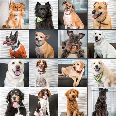 We love our furry friends. Dogs of Satori participate in a headshot and have their profiles and bios on our website.