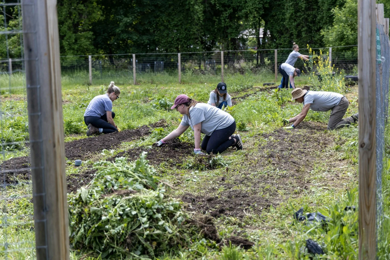 Members of the Syracuse team volunteering at a community garden in the inner city, helping weed & preparing the soil.