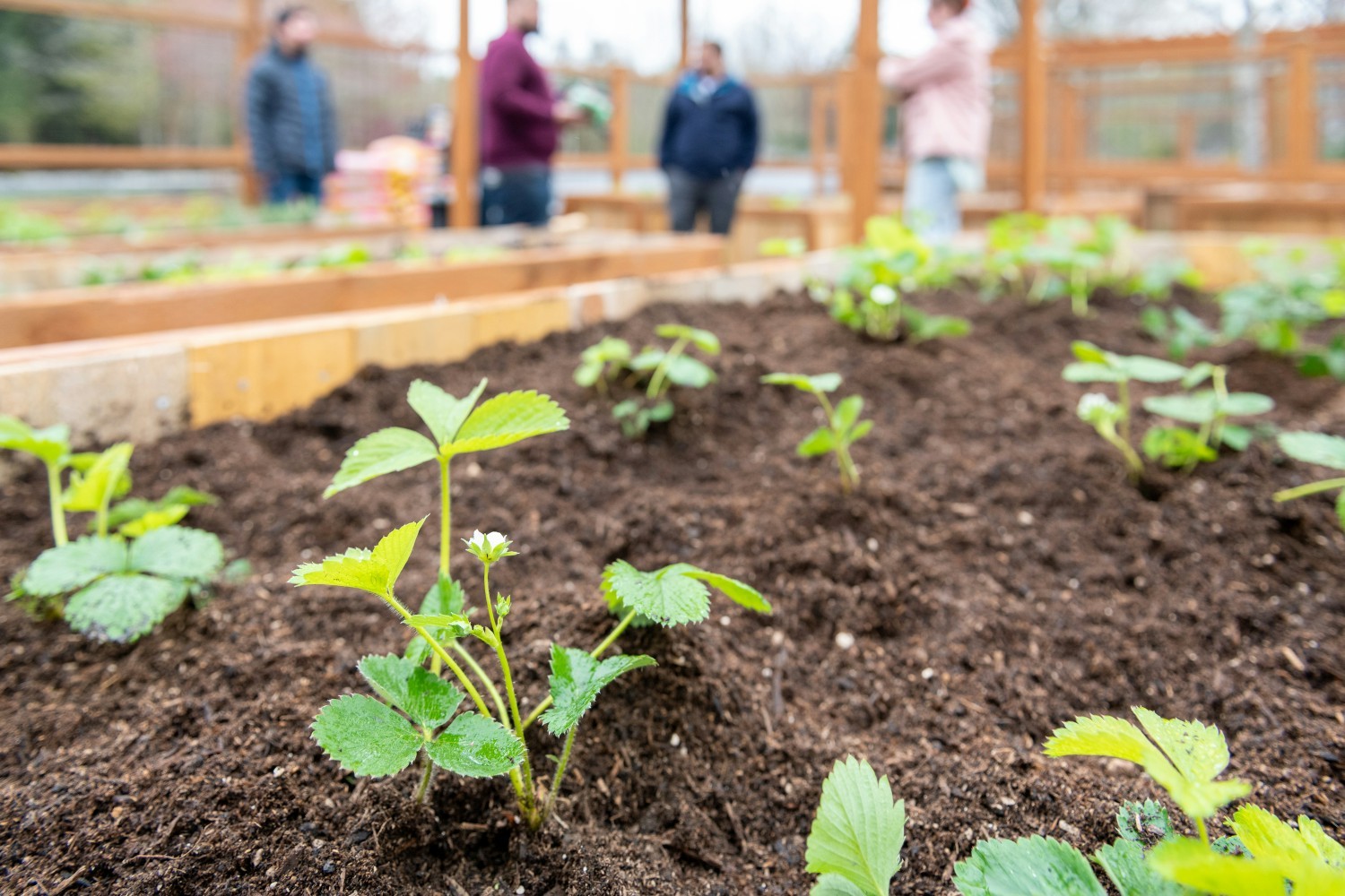 Planting our community Garden on Earth Day 2023 - Edifecs executive team was present and working in the garden