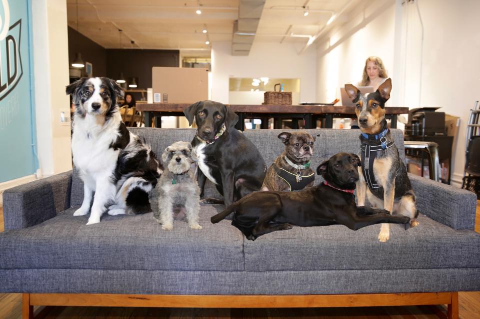 Just a few of the Contently Canines that brighten our day.
