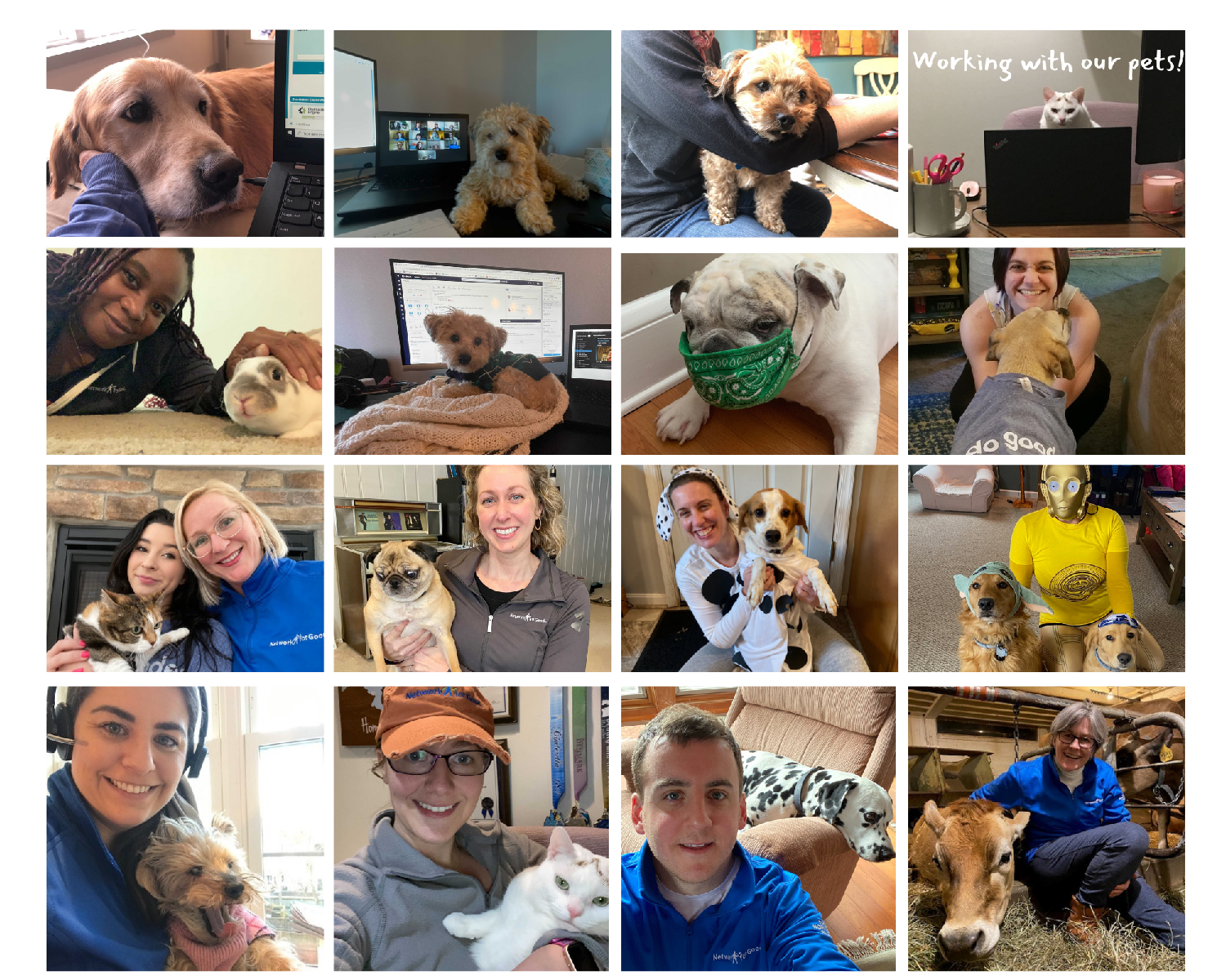 In 2020, Network for Good employees adjusted to working from home. There are some perks, such as working with our pets!