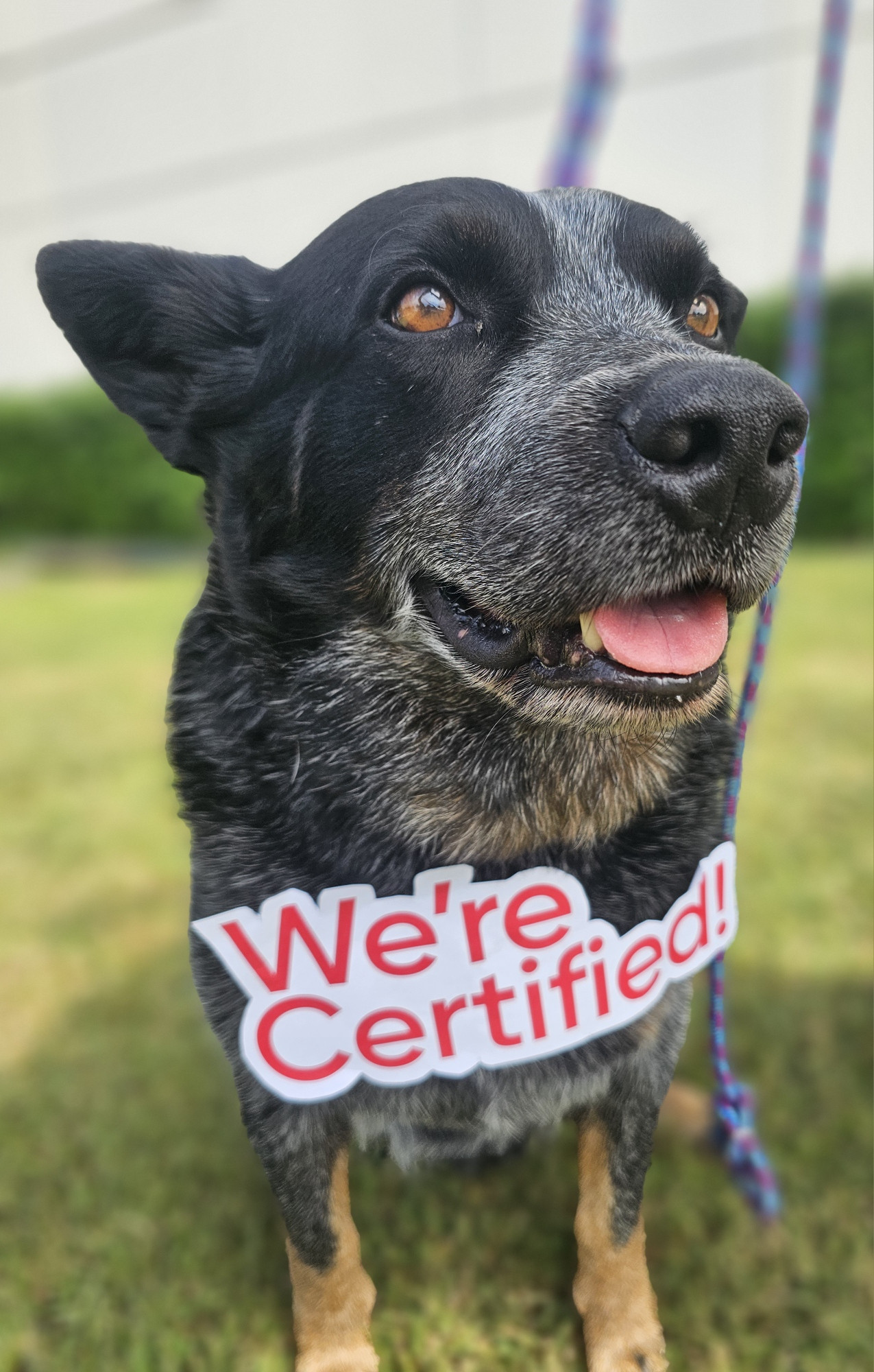 Honorary Vetoquinol employee who is happy we are GPTW certified