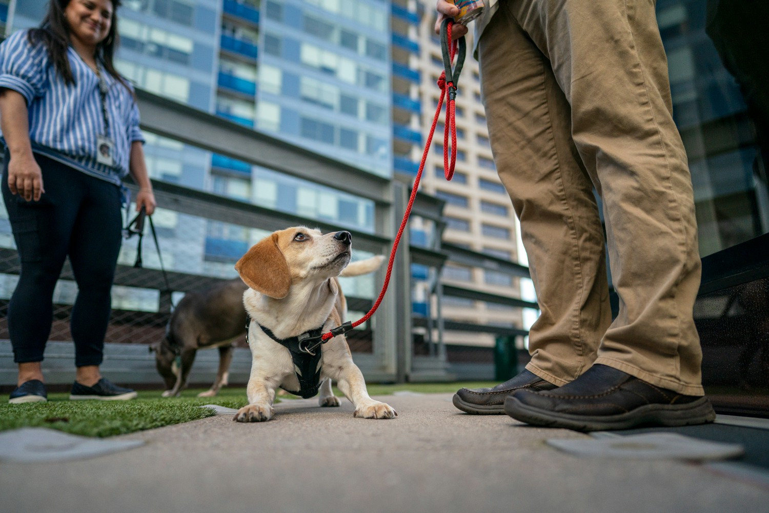 Rover's dog-friendly headquarters in Seattle, WA 