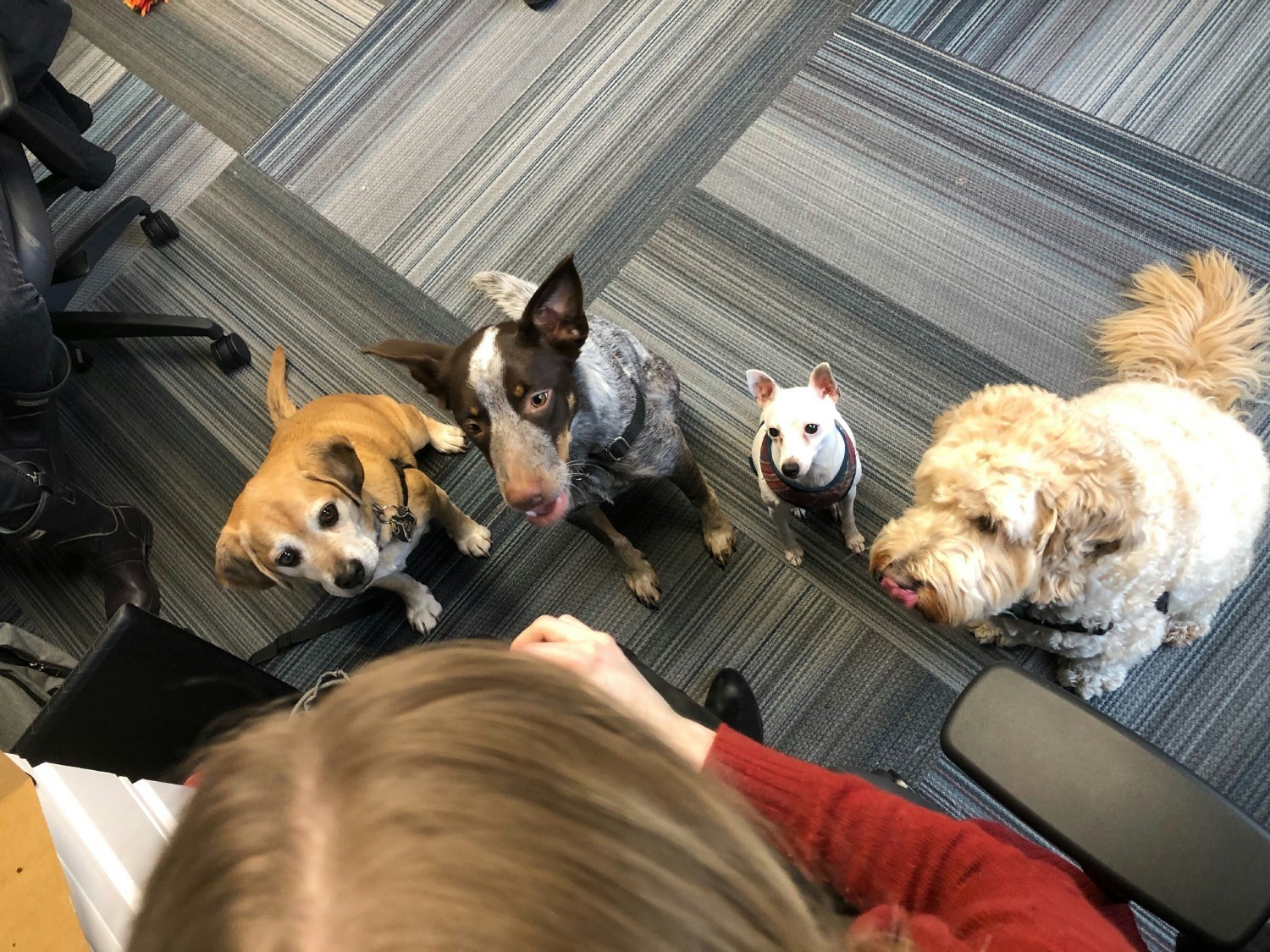 Office dogs waiting for treats at Rover headquarters