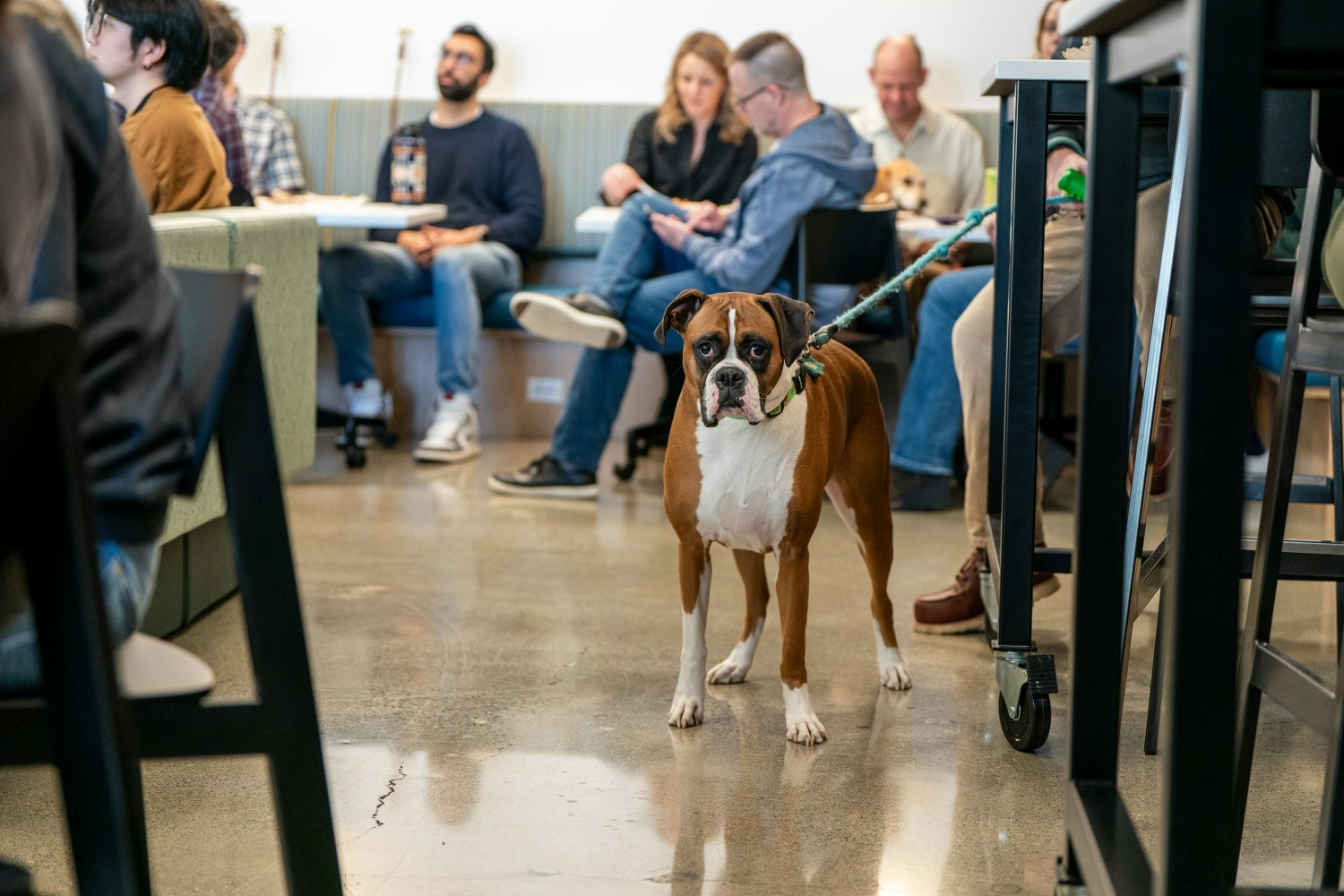 Dogs are welcome in our offices.