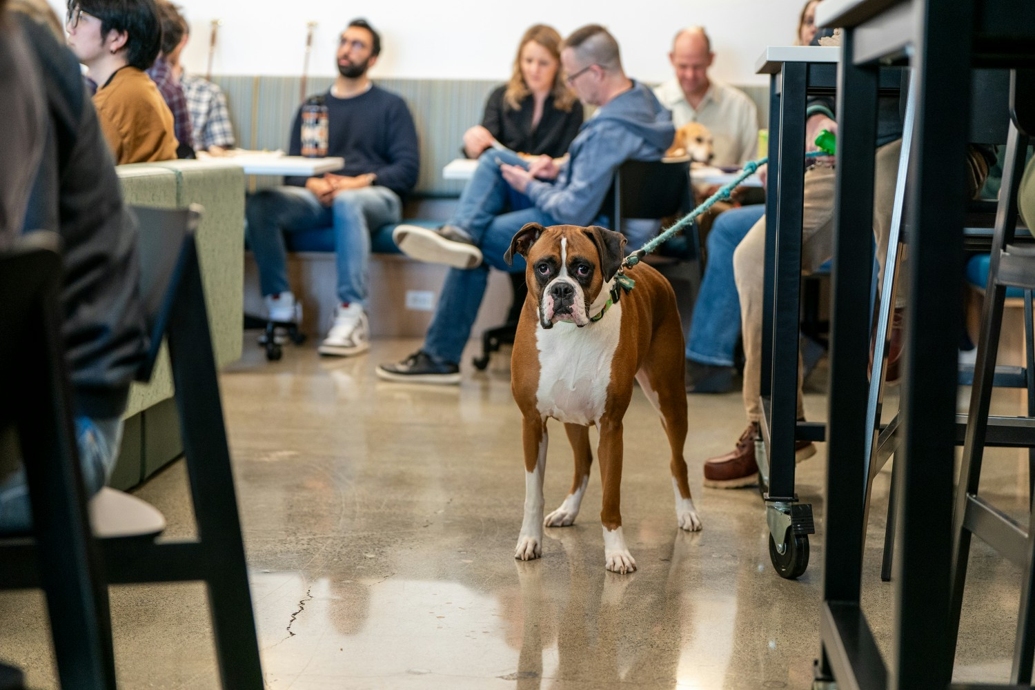 Office dogs waiting for treats at Rover headquarters