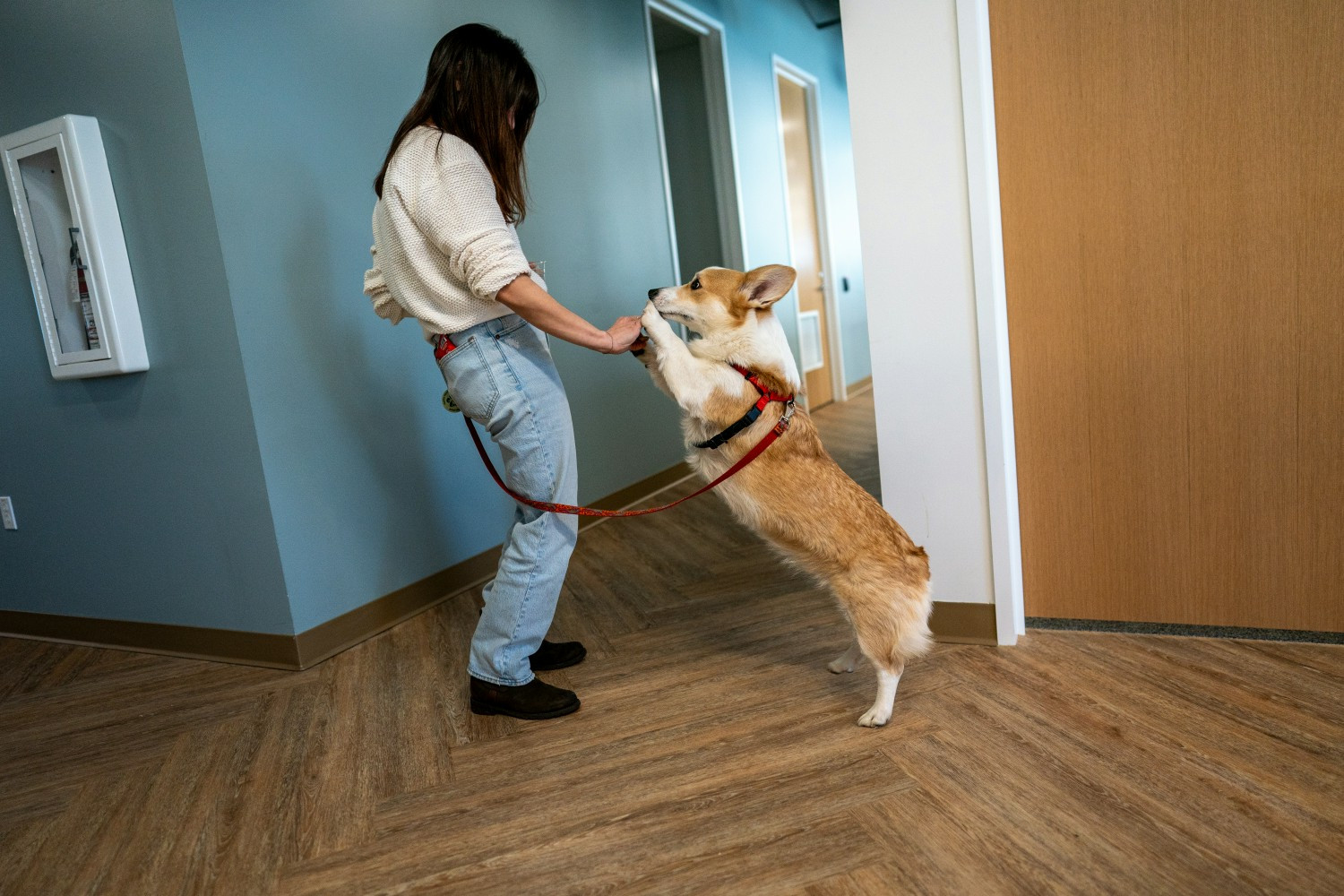 Rover employees volunteering at Seattle Humane 