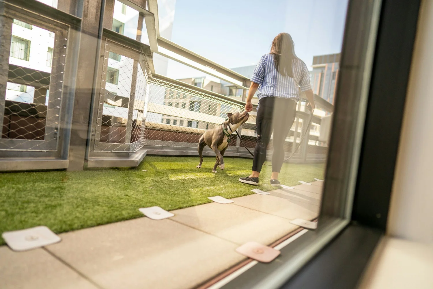 A glance into Rover's exclusive dog deck for employees and their pups. 