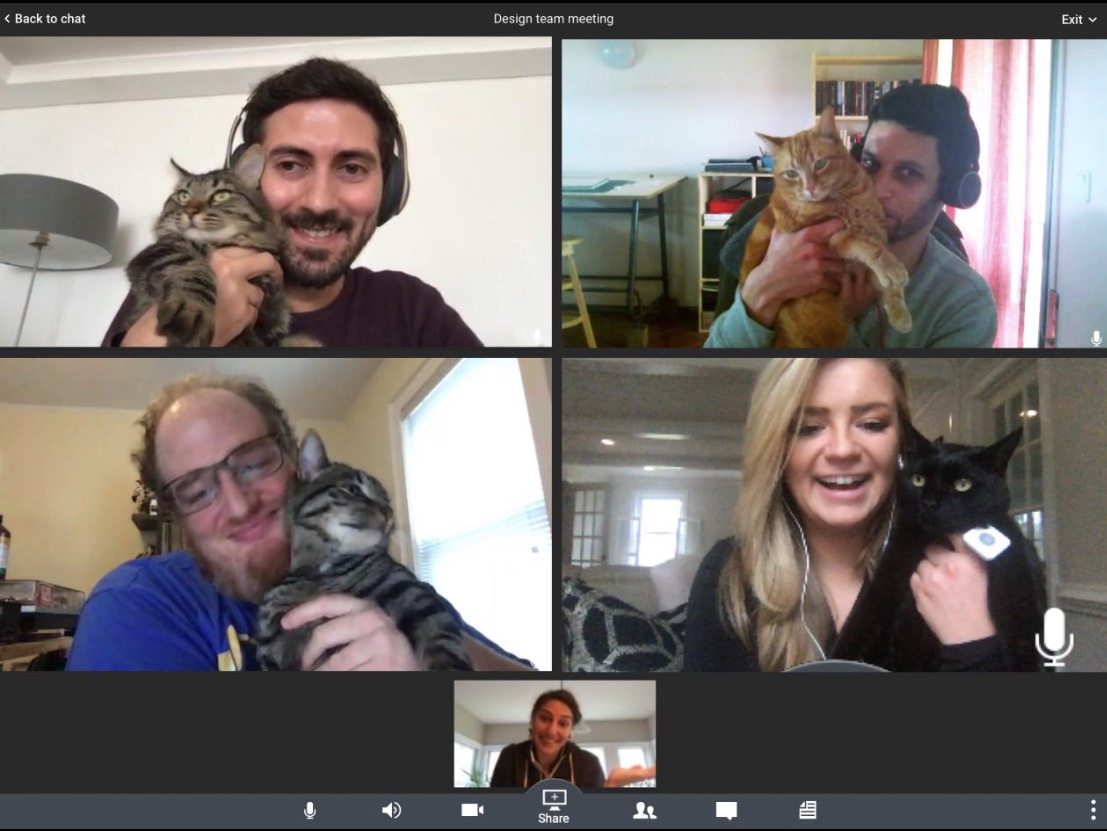 Design team with cats