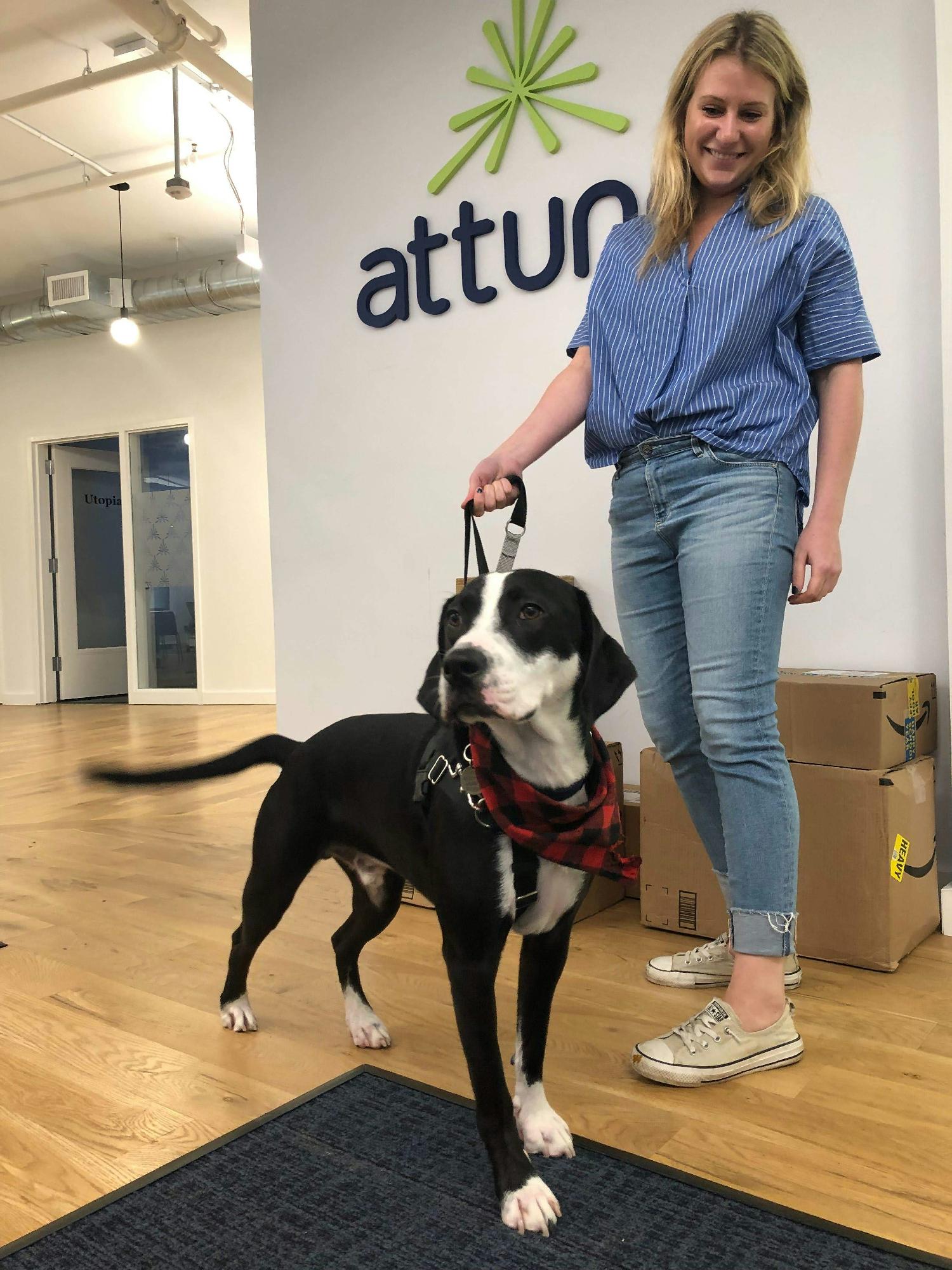 WE LOVE OUR PETS HERE AT ATTUNE! HERE IS OUR CHIEF TREAT OFFICER NOTCH MAKING HIS ROUNDS!