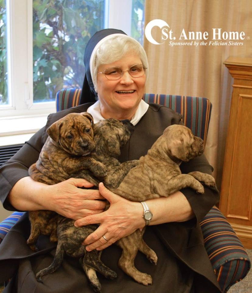 Sister enjoying puppies!