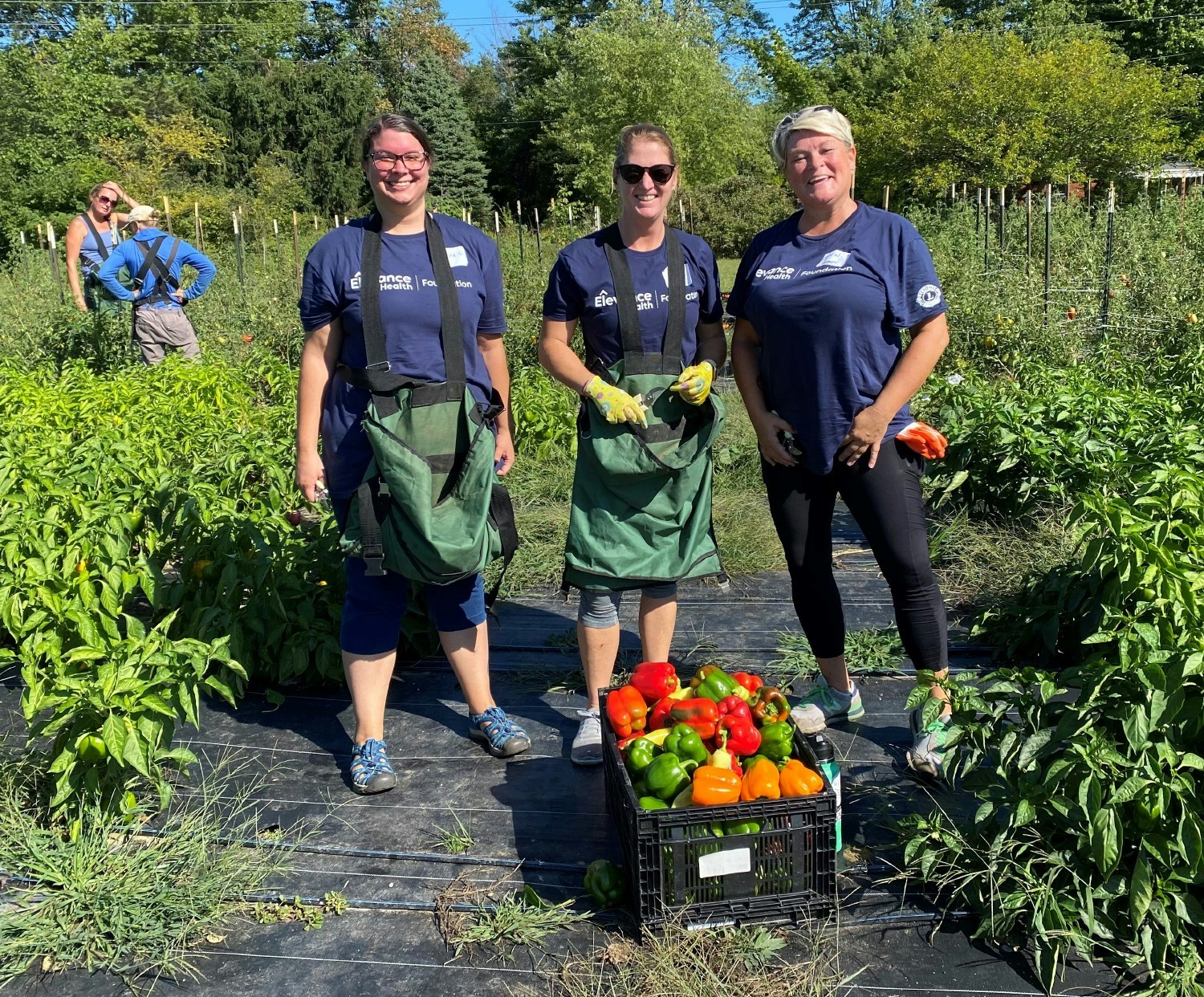 Elevance Health associate volunteers harvesting produce at a multi-disciplinary farm for a large food distribution event