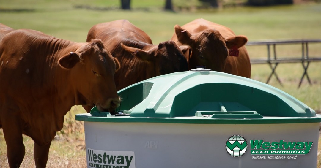 Some happy customers enjoy a taste of our liquid feed supplements!