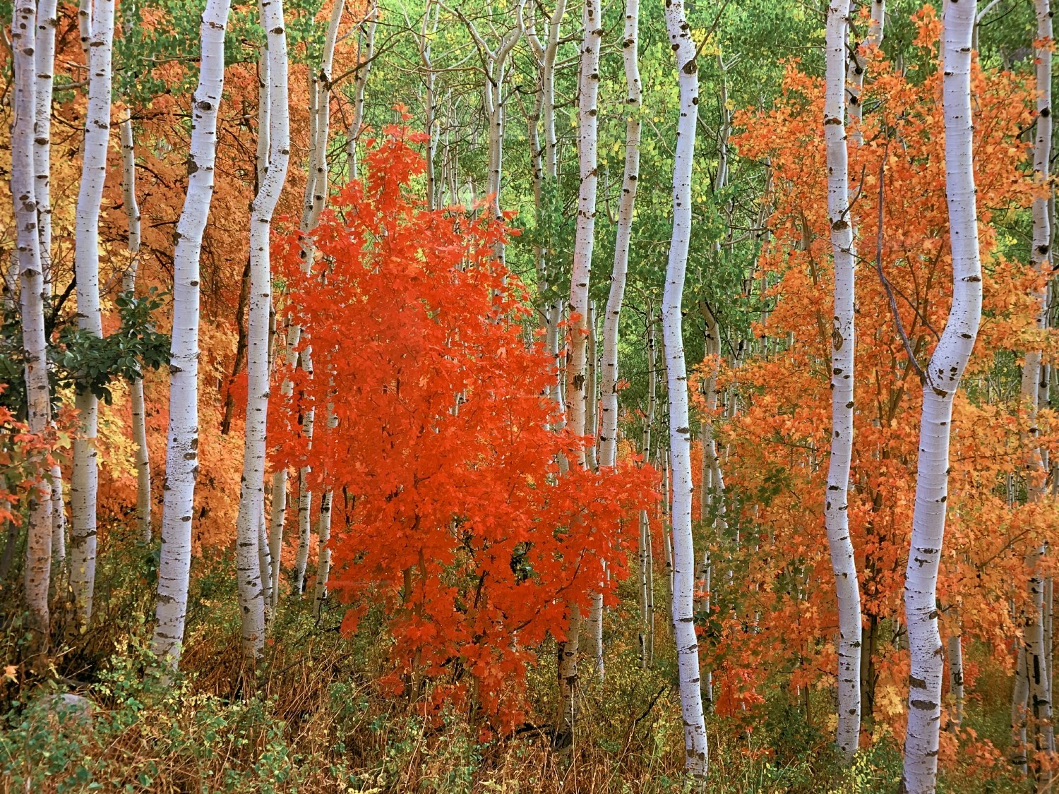 Aspen Trees