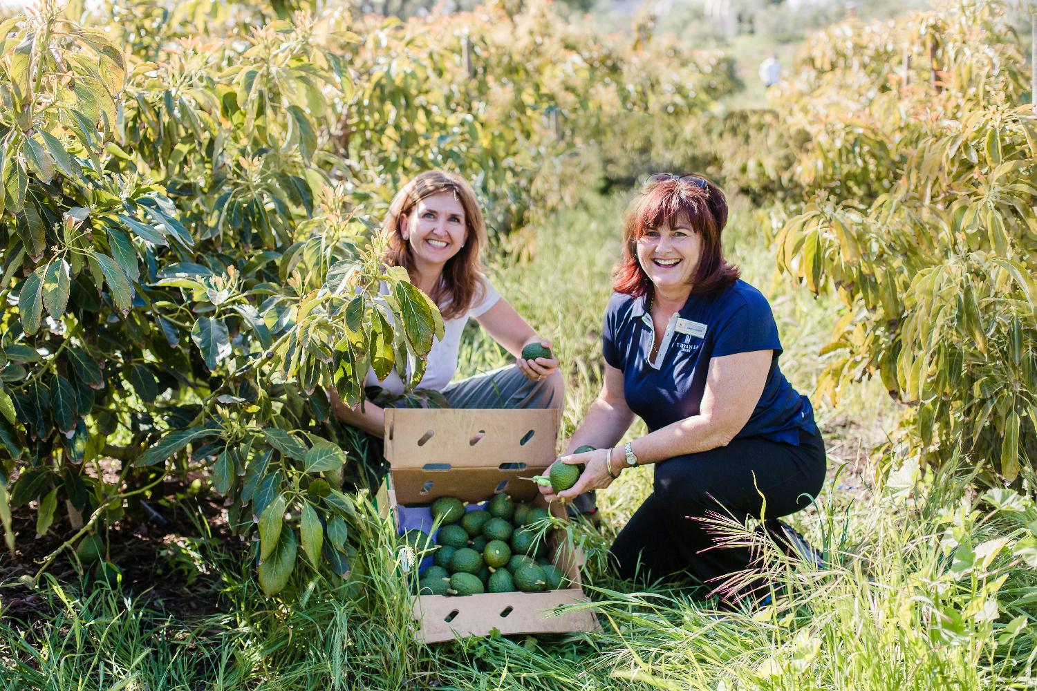 Associates Picking Avocados from Terranea's Farm