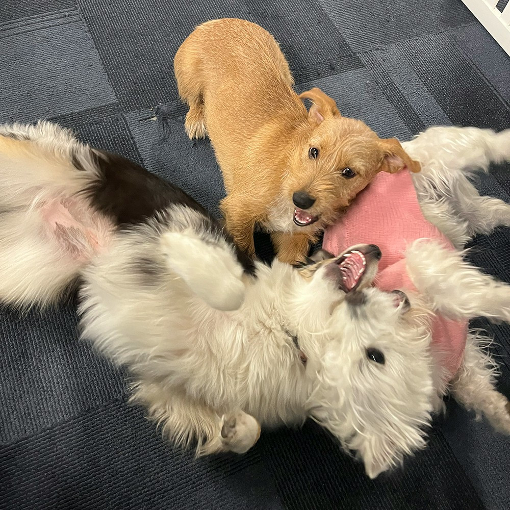 Who doesn't love an office filled with cute pups? Our employees love taking breaks and hanging out with the dogs! 
