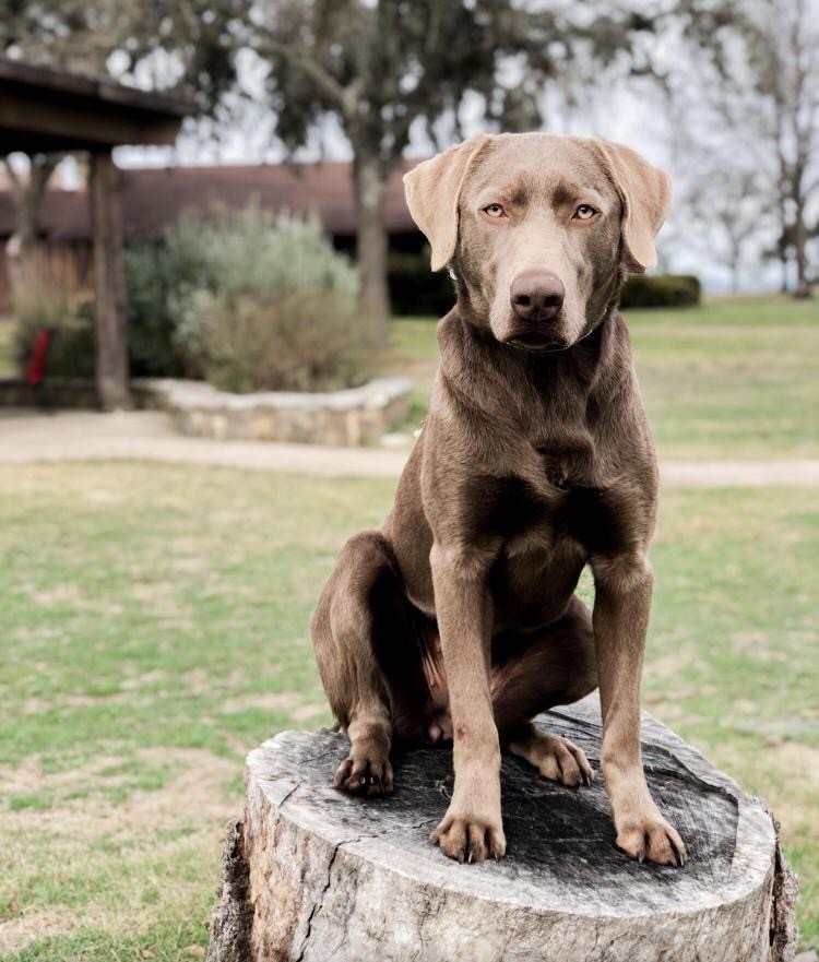 WARRIORS HEART SERVICE DOG