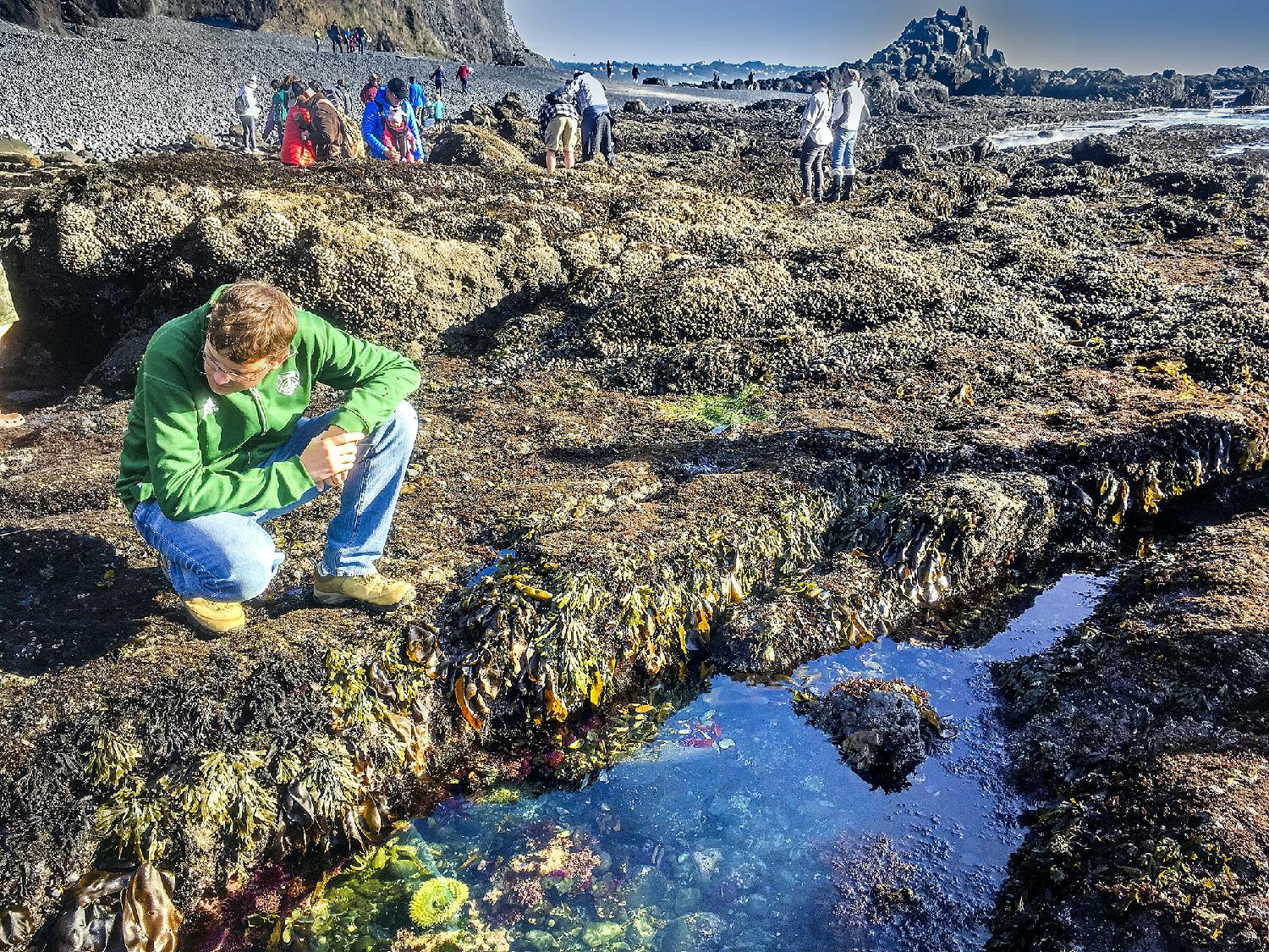 Tide pool exploration.