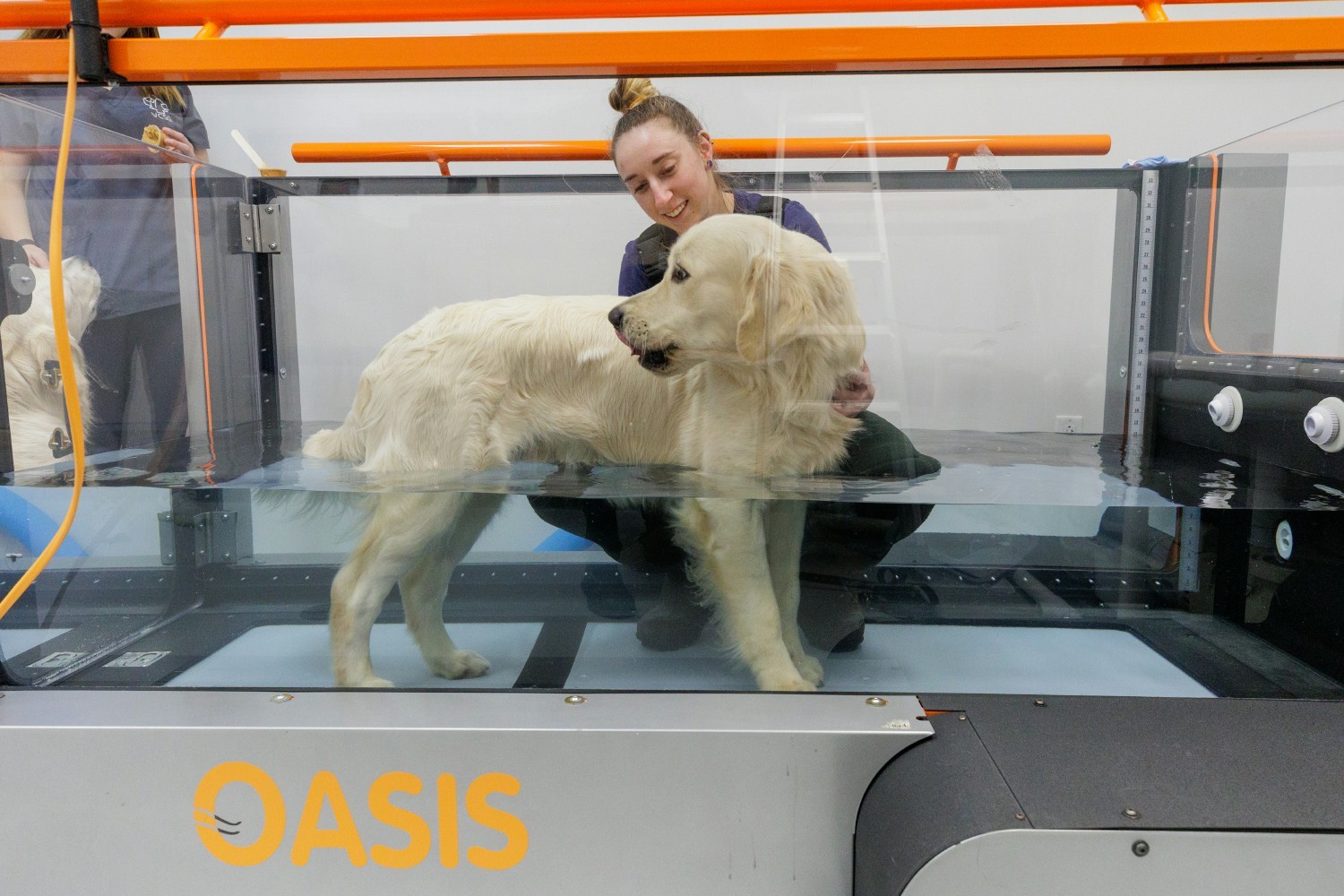 Canine Rehab at VCSG in Chattanooga!