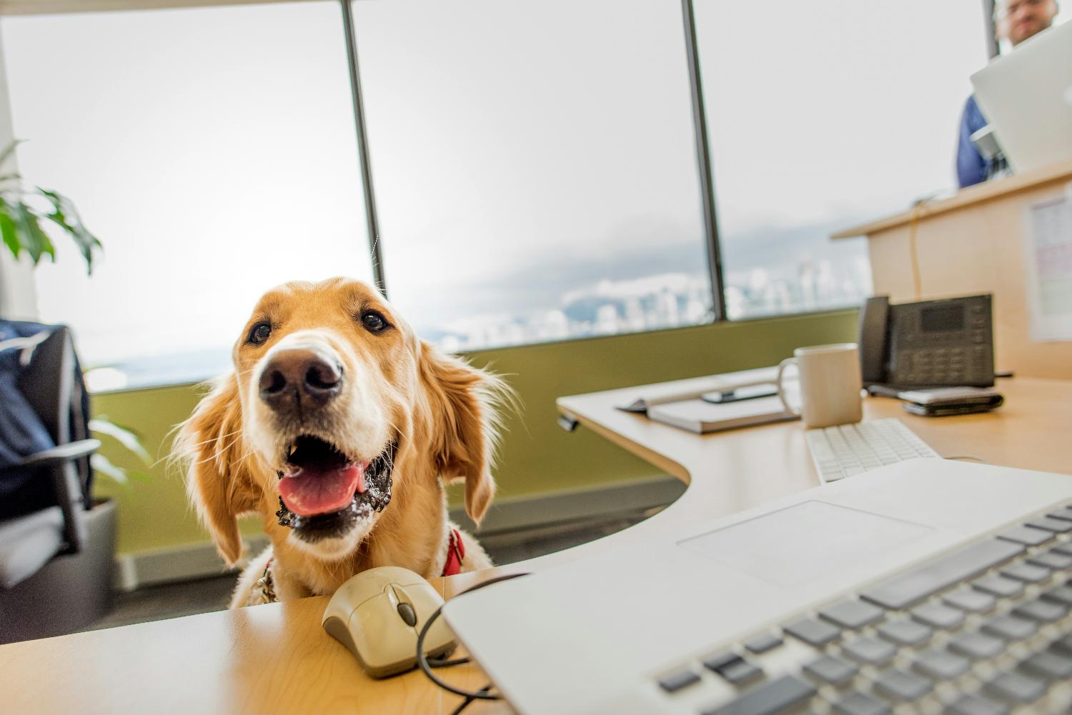 At Zymeworks, we offer a flexible work environment. Bring your pets to work and enjoy our monthly half-day Fridays!