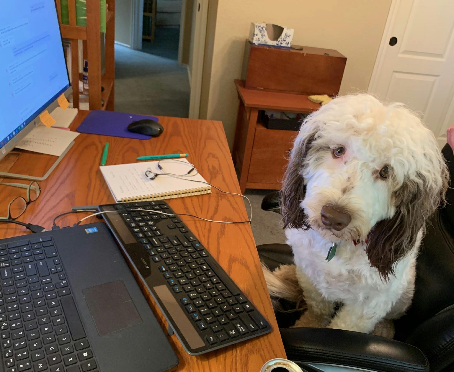 Working from home with our fur babies.