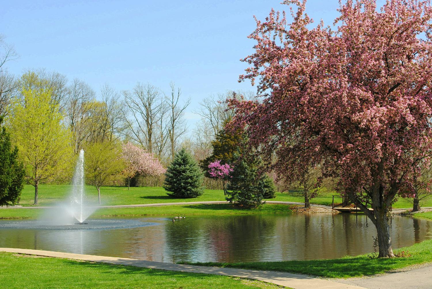 A view of the pond on campus surrounded by beautiful blooming trees.