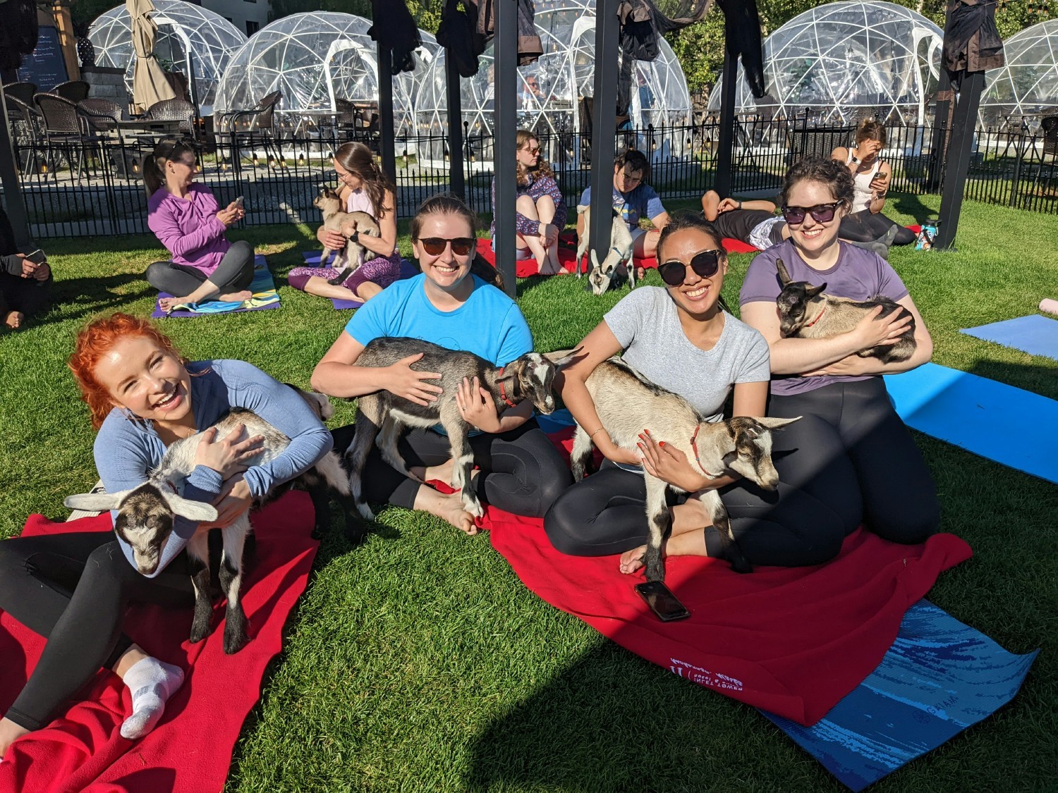 Nothing like goat yoga for a summer wellness event.