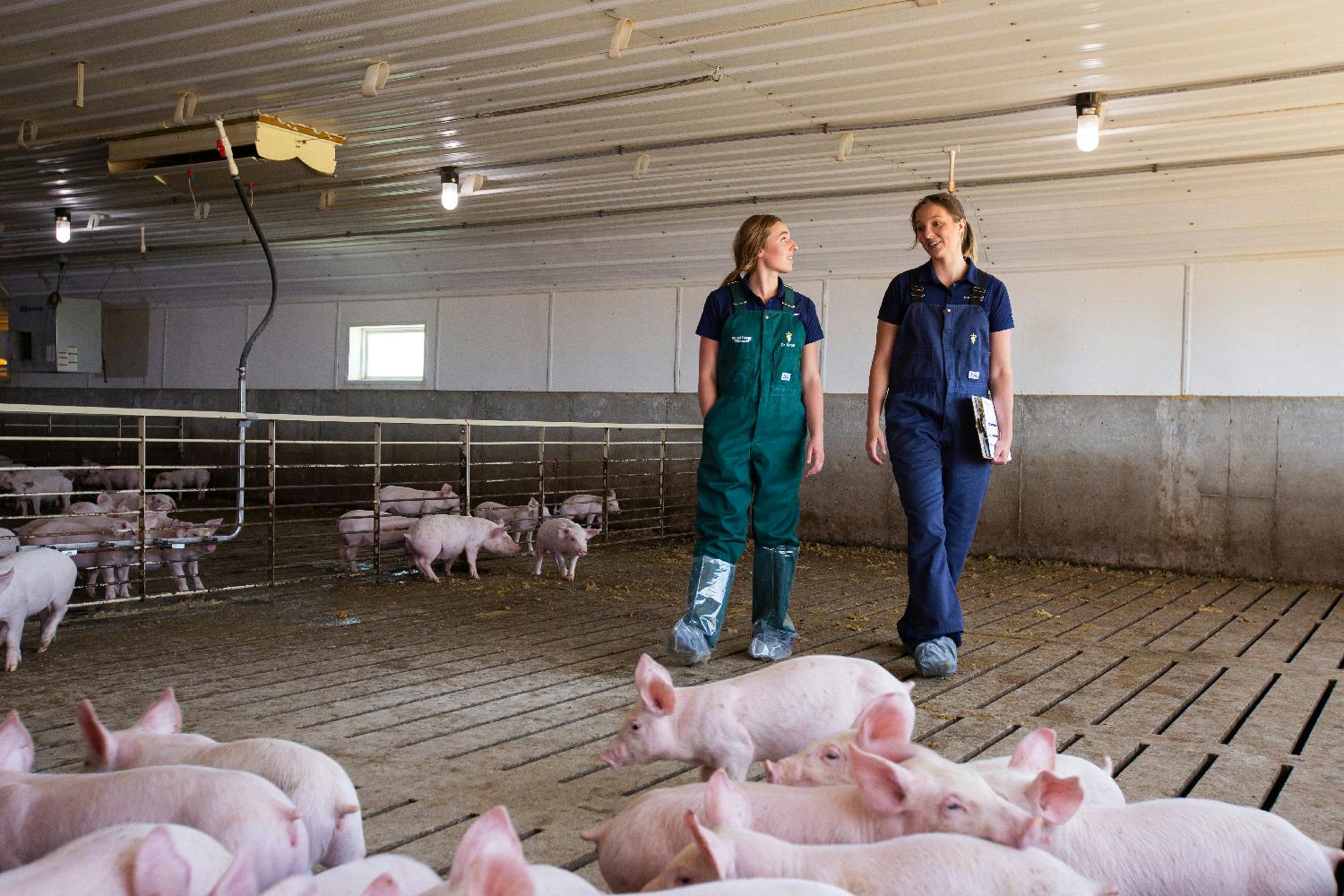 Dr. Spronk (Veterinarian) and Erin Little (Research Project Lead & Statistician) care for a group of healthy pigs.