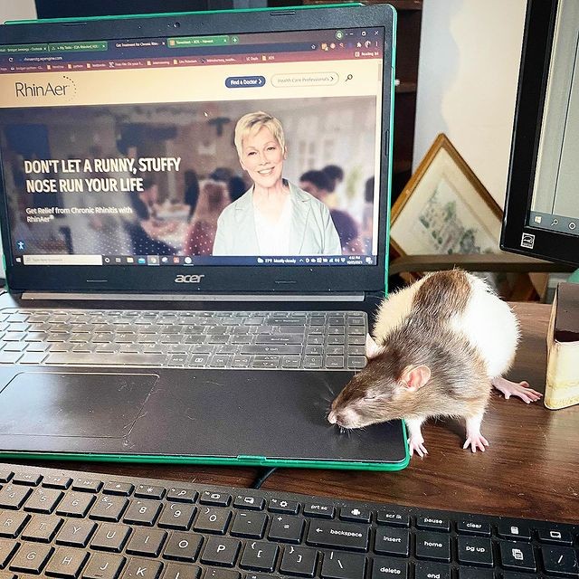 Can't forget about our pets - Dogs, Cats, hamsters, and more