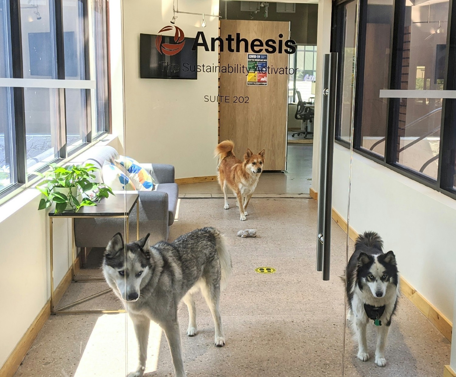 Office dogs