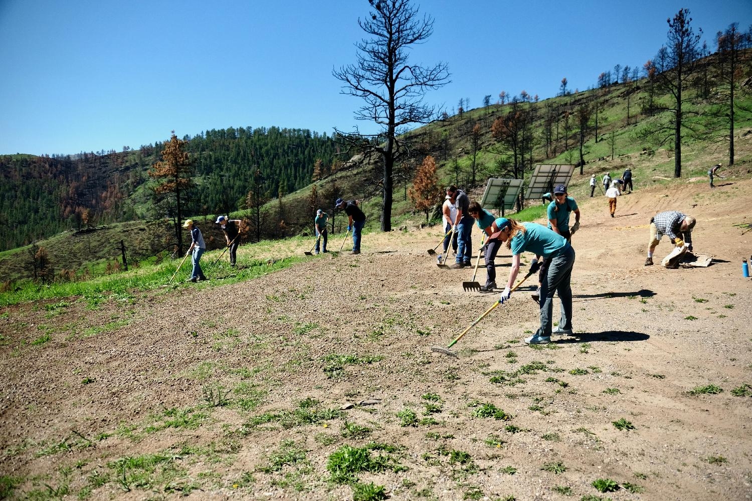 Our Colorado teammates volunteered with One Tree Planted to help restore the Cameron Peak burn area. 