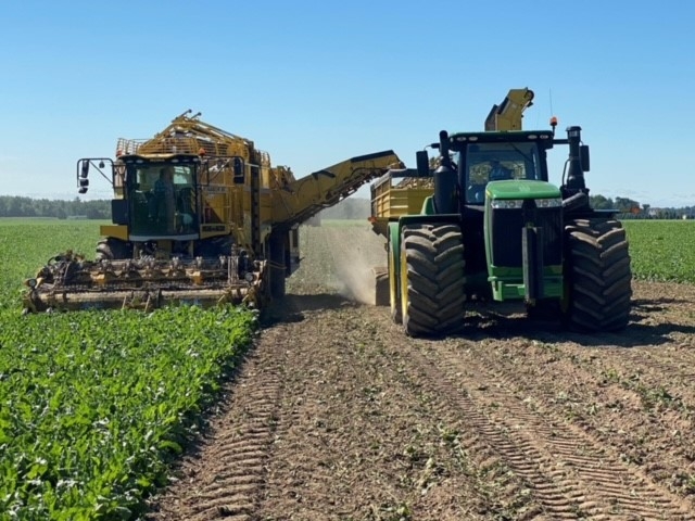 Every fall, sugar beets are harvested from family farms to bring real sugar to your family table.