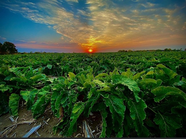 Beet field at sunset