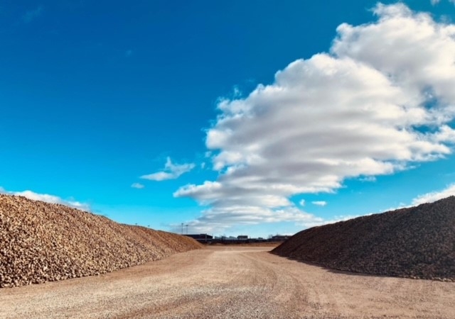 Beet piles waiting to go to production