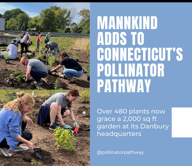 MannKind installed a 2,000 sq. ft. pollinator garden in Danbury, supporting bees, butterflies & biodiversity. 