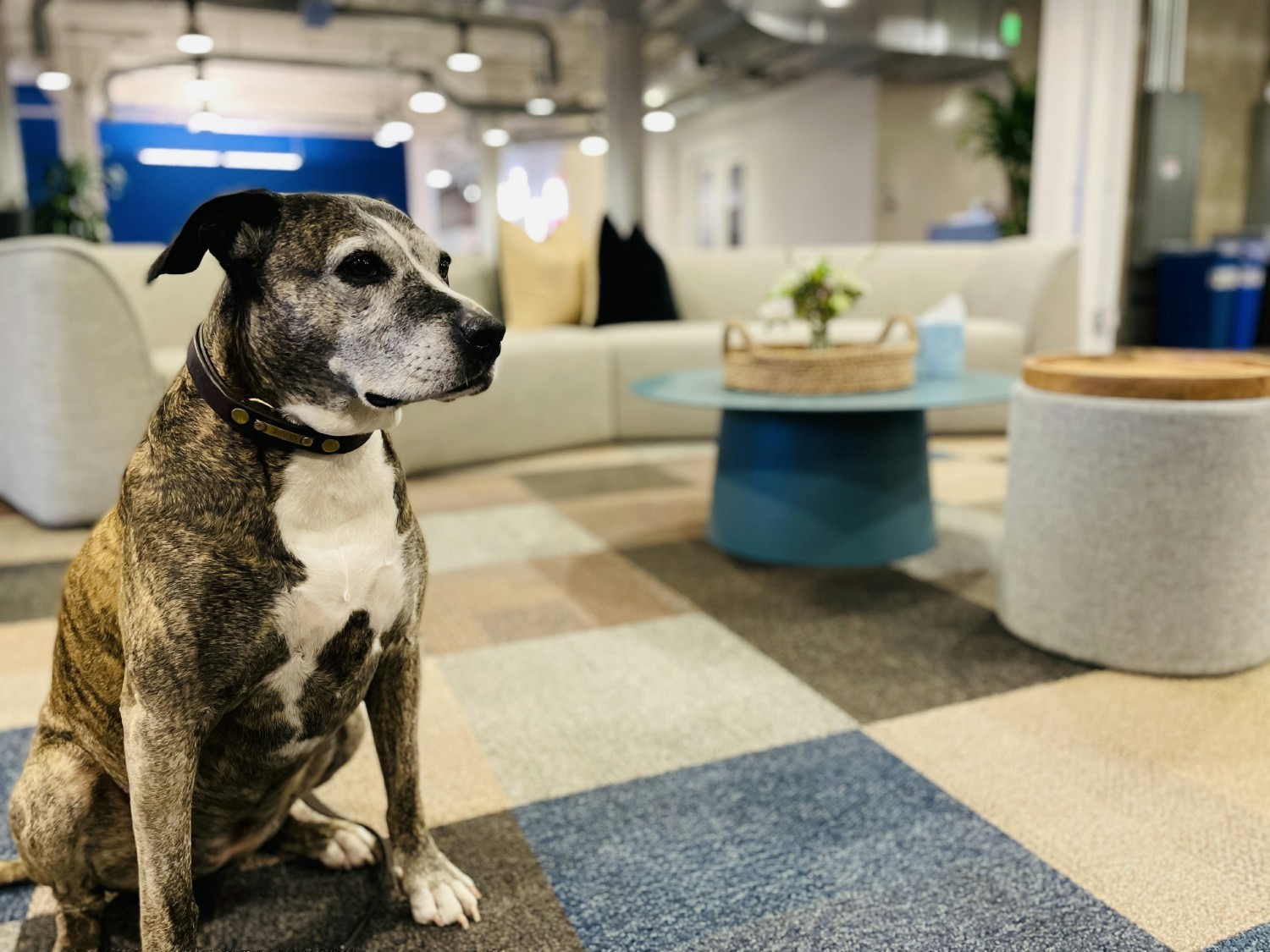 Our San Francisco office welcomes furry coworkers to share our in-office experience. 