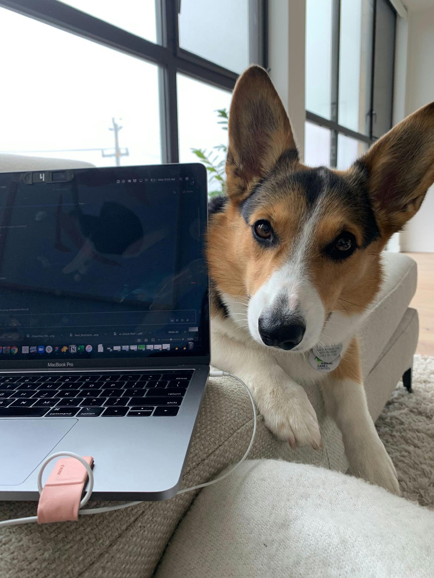 Working from home alongside our furry Afresh pals