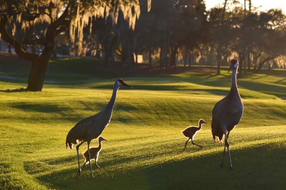 Amazing wildlife on property