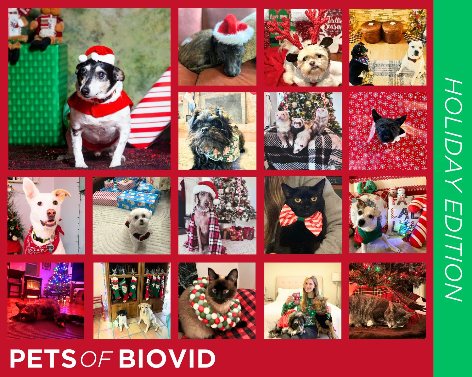 We are wild about our pets!