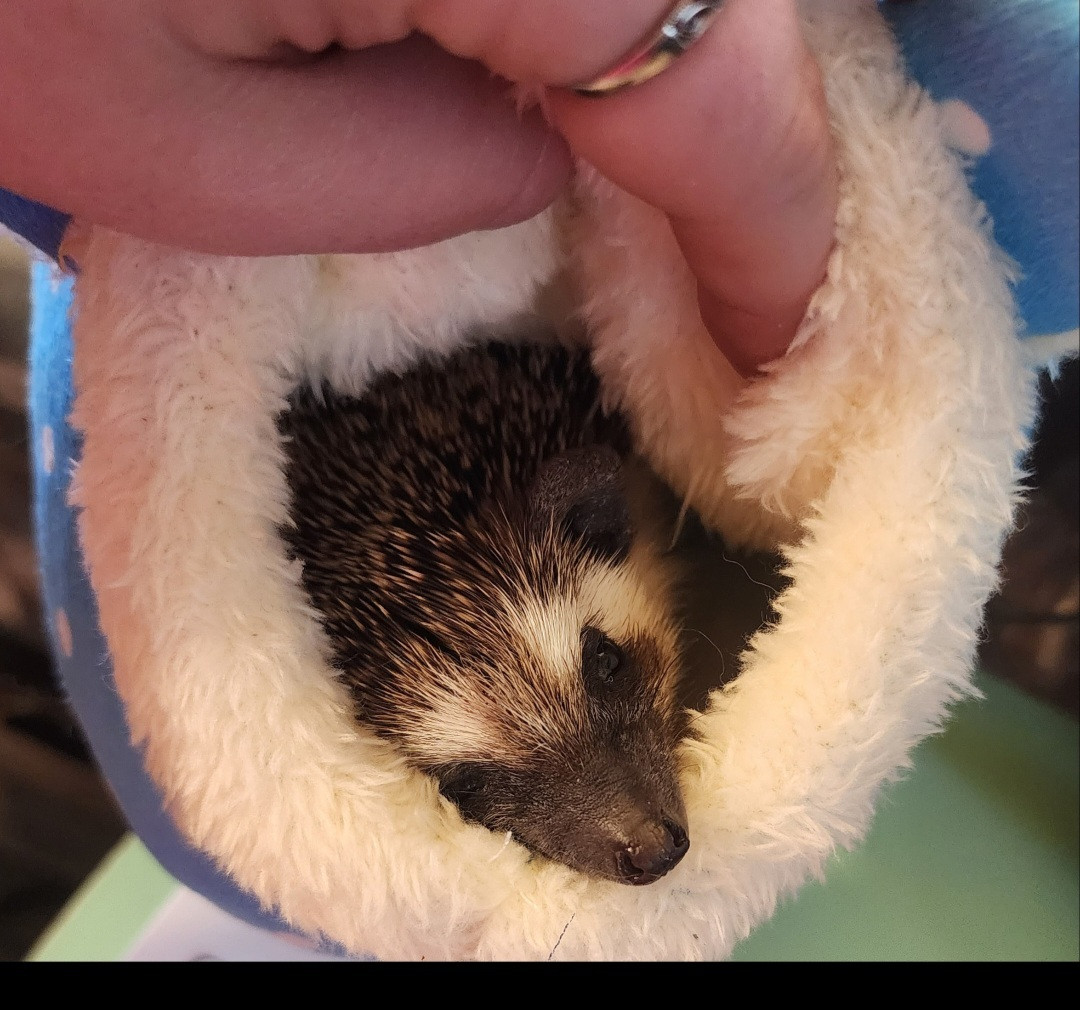 One of our Pet of the Month winners