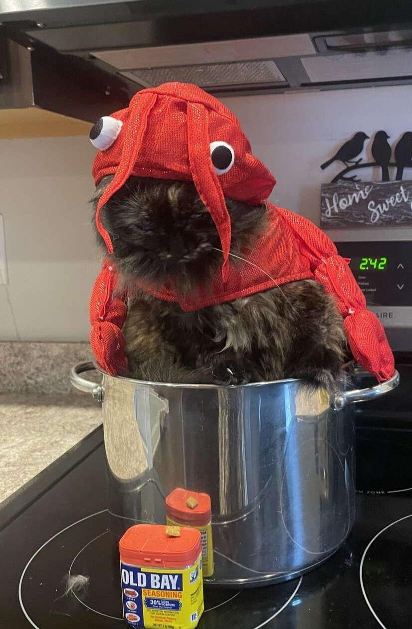 Pets in costume